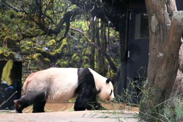 Los pandas gigantes Ri Ri y Shin Shin regresan a China desde Japón este septiembre Los_pandas_gigantes_Ri_Ri_y_Shin_Shin_regresan_a_China_desde_Japo_n_este_septiembre