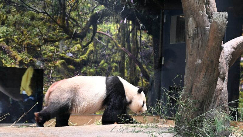 Los_pandas_gigantes_Ri_Ri_y_Shin_Shin_regresan_a_China_desde_Japo_n_este_septiembre