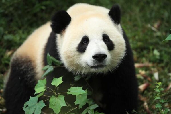 Los pandas gigantes ‘Jin Xi’ y ‘Zhu Yu’ comienzan nueva aventura en España 🇪🇸🐼 Los_pandas_gigantes__Jin_Xi__y__Zhu_Yu__comienzan_nueva_aventura_en_Espan_a____