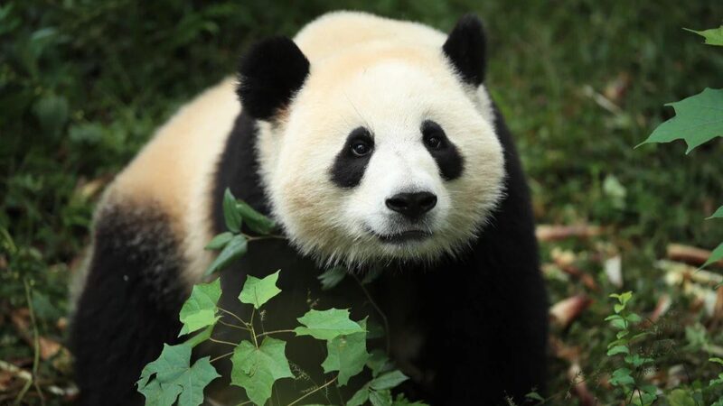 Los_pandas_gigantes__Jin_Xi__y__Zhu_Yu__comienzan_nueva_aventura_en_Espan_a____