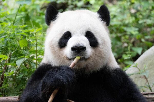 Los_pandas_gigantes_de_China___De_tesoros_nacionales_a_los_premios_Golden_Panda____ video poster