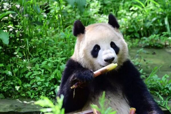 Los_pandas_gigantes_de_China_se_dirigen_a_Austria_y_los_EE__UU___Un_nuevo_capi_tulo_en_la_conservacio_n___