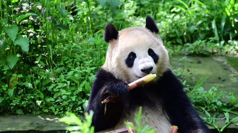 Los_pandas_gigantes_de_China_se_dirigen_a_Austria_y_los_EE__UU___Un_nuevo_capi_tulo_en_la_conservacio_n___