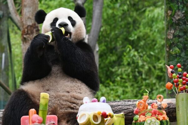 _Los_pandas_gigantes_de_Wolong_organizan_una_fiesta_de_cumplean_os____
