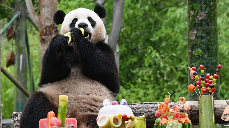 _Los_pandas_gigantes_de_Wolong_organizan_una_fiesta_de_cumplean_os____