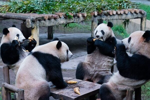 Los pandas gigantes del Zoológico de Chongqing: ¡Diversión invernal en un paraíso de bambú! 🐼🎋 Los_pandas_gigantes_del_Zoolo_gico_de_Chongqing___Diversio_n_invernal_en_un_parai_so_de_bambu_____