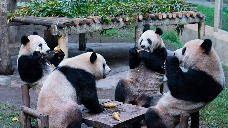 Los_pandas_gigantes_del_Zoolo_gico_de_Chongqing___Diversio_n_invernal_en_un_parai_so_de_bambu_____