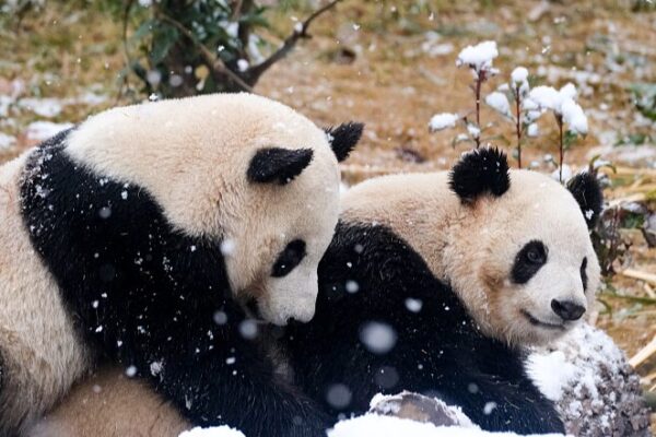 _Los_pandas_gigantes_disfrutan_de_la_primera_nevada_de_Chengdu_en_2024_