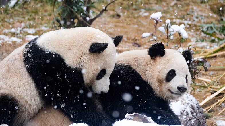 _Los_pandas_gigantes_disfrutan_de_la_primera_nevada_de_Chengdu_en_2024_
