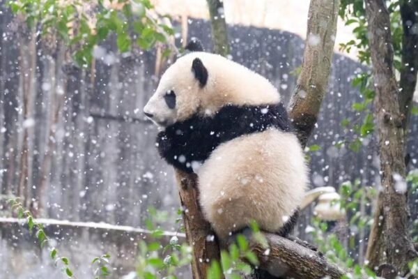Los pandas gigantes disfrutan de un día de diversión en la nieve en Chengdu 🐼❄️ Los_pandas_gigantes_disfrutan_de_un_di_a_de_diversio_n_en_la_nieve_en_Chengdu____