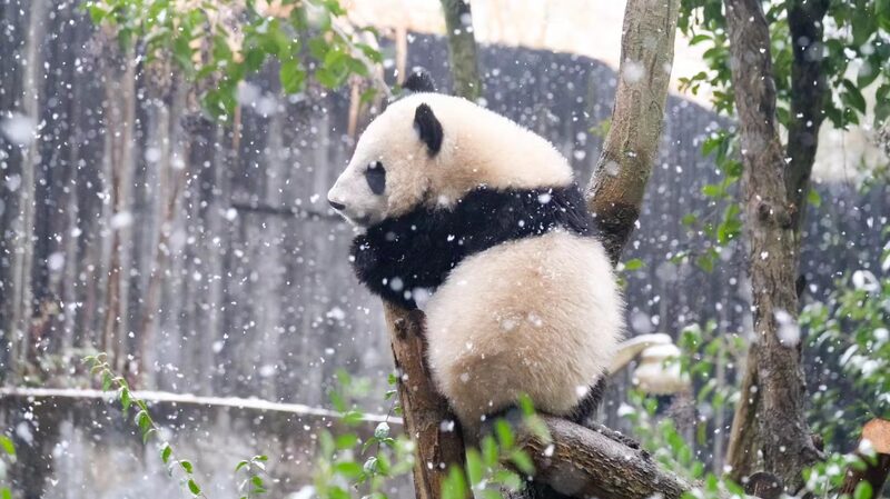 Los_pandas_gigantes_disfrutan_de_un_di_a_de_diversio_n_en_la_nieve_en_Chengdu____