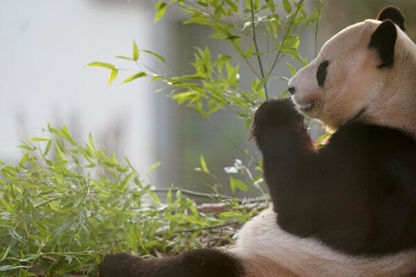 Los pandas gigantes regresan a casa: Yang Guang y Tian Tian dicen adiós al zoológico de Edimburgo Los_pandas_gigantes_regresan_a_casa__Yang_Guang_y_Tian_Tian_dicen_adio_s_al_zoolo_gico_de_Edimburgo