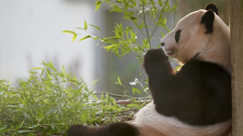 Los_pandas_gigantes_regresan_a_casa__Yang_Guang_y_Tian_Tian_dicen_adio_s_al_zoolo_gico_de_Edimburgo