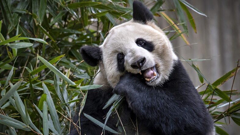 Los_pandas_gigantes_viven_su_mejor_vida_en_Chengdu___