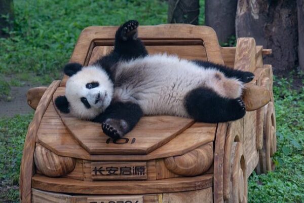 🐼 Los pandas gigantes viviendo su mejor vida en el Zoológico de Chongqing __Los_pandas_gigantes_viviendo_su_mejor_vida_en_el_Zoolo_gico_de_Chongqing