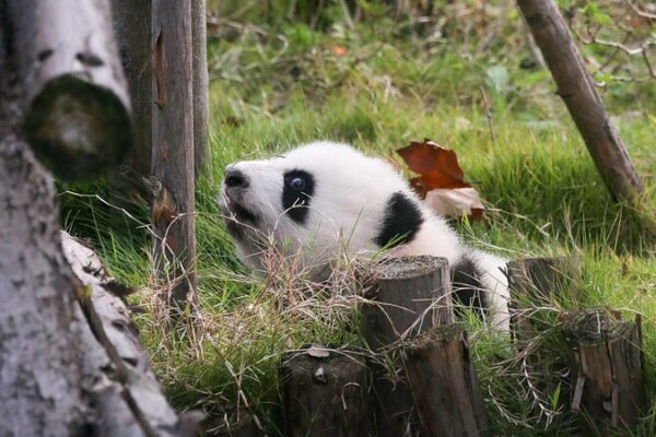 Los_pandas_toman_el_sol_de_invierno_en_Chengdu___