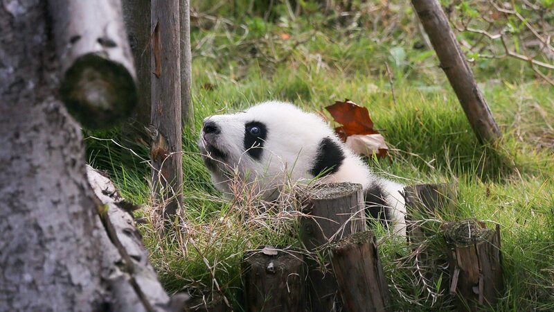 Los_pandas_toman_el_sol_de_invierno_en_Chengdu___