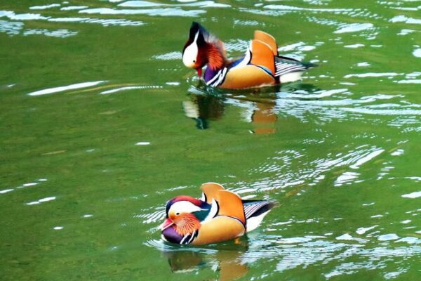 ¡Los patos mandarines causan sensación en los embalses de Guizhou! _Los_patos_mandarines_causan_sensacio_n_en_los_embalses_de_Guizhou_