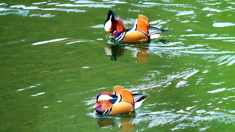 _Los_patos_mandarines_causan_sensacio_n_en_los_embalses_de_Guizhou_