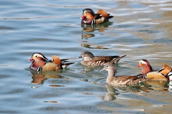 _Los_patos_mandarines_chapotean_en_la_primavera_en_el_Parque_Beihai_de_Peki_n____