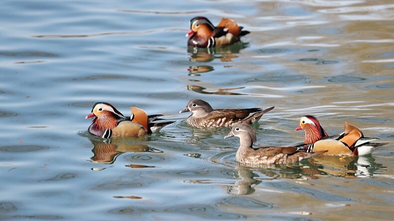 _Los_patos_mandarines_chapotean_en_la_primavera_en_el_Parque_Beihai_de_Peki_n____