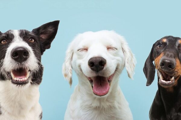 Los_perros_son_ma_s_de_lo_que_imaginas___