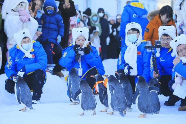 Los_pingu_inos_encantan_a_los_visitantes_en_el_nevado_Parque_Polar_de_Harbin___