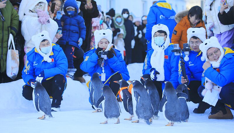 Los_pingu_inos_encantan_a_los_visitantes_en_el_nevado_Parque_Polar_de_Harbin___