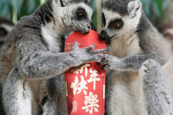Los primates celebran el Año Nuevo Chino con sobres rojos en el Parque Leheledu de Chongqing 🐒🎉 Los_primates_celebran_el_An_o_Nuevo_Chino_con_sobres_rojos_en_el_Parque_Leheledu_de_Chongqing___
