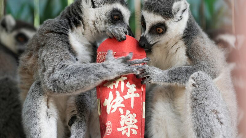 Los_primates_celebran_el_An_o_Nuevo_Chino_con_sobres_rojos_en_el_Parque_Leheledu_de_Chongqing___