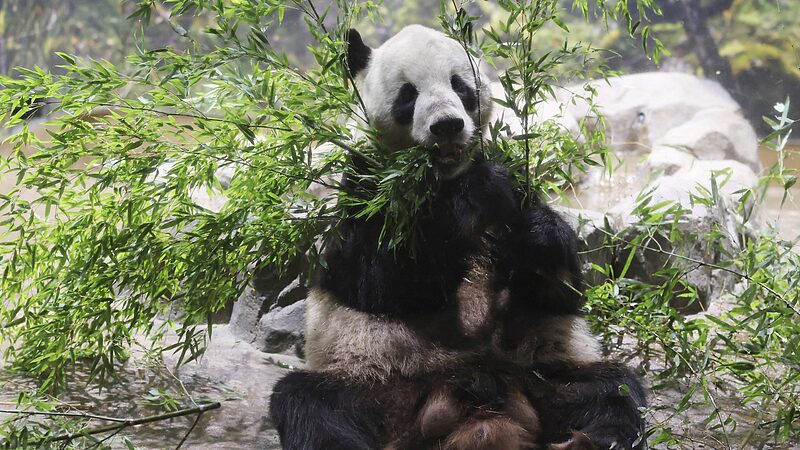 Los_queridos_pandas_gigantes_Ri_Ri_y_Shin_Shin_regresan_a_China_despue_s_de_13_an_os_en_Tokio