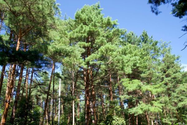 Los_raros_pinos_Meiren_prosperan_nuevamente_en_la_provincia_de_Jilin__