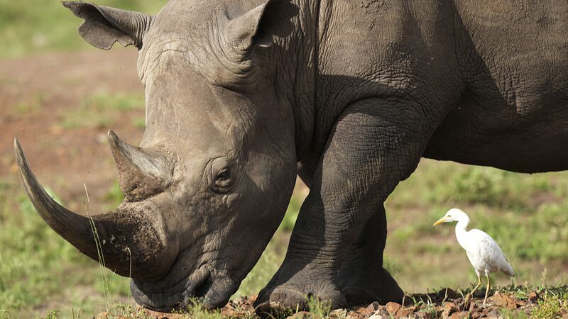 Los_rinocerontes_regresan_al_altiplano_de_Kenia_despue_s_de_un_gran_esfuerzo_de_conservacio_n