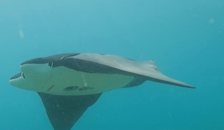 Los_sumergibles_de_mantarraya_de_China_se_deslizan_bajo_el_agua_para_proteger_los_arrecifes_de_coral