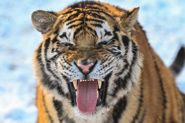Los_tigres_siberianos_disfrutan_de_la_nieve_en_el_Parque_Guaipo_de_Shenyang____ video poster