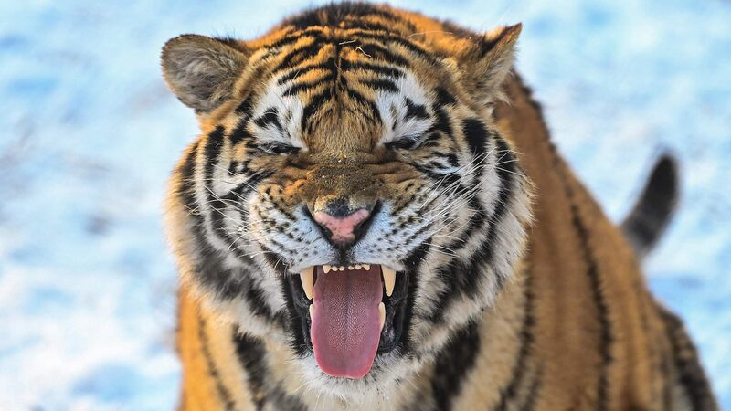 Los_tigres_siberianos_disfrutan_de_la_nieve_en_el_Parque_Guaipo_de_Shenyang____ video poster