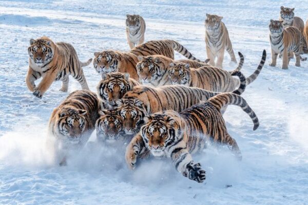 ¡Los tigres siberianos juegan en el paraíso nevado de Mudanjiang! ❄️🐯 _Los_tigres_siberianos_juegan_en_el_parai_so_nevado_de_Mudanjiang_____