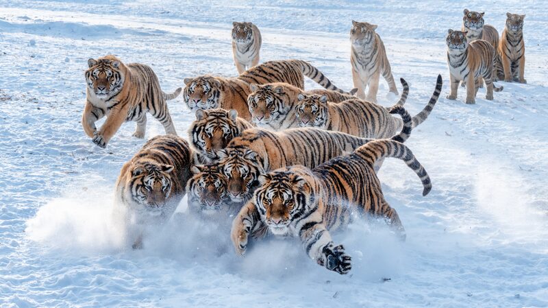 _Los_tigres_siberianos_juegan_en_el_parai_so_nevado_de_Mudanjiang_____