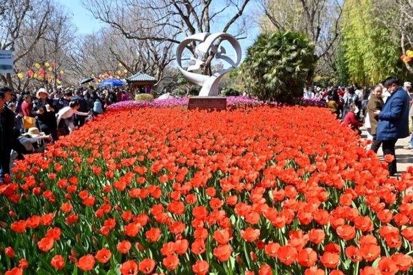 Los tulipanes traen un estallido de color al Parque Cuihu de Kunming 🌷🎉 Los_tulipanes_traen_un_estallido_de_color_al_Parque_Cuihu_de_Kunming___