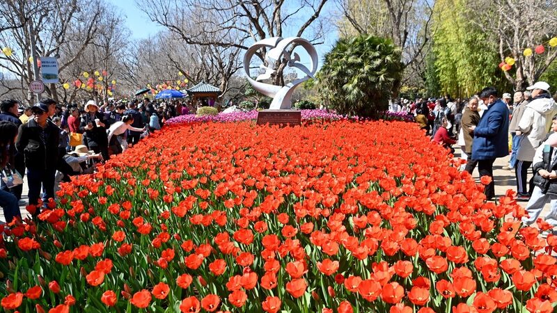 Los_tulipanes_traen_un_estallido_de_color_al_Parque_Cuihu_de_Kunming___
