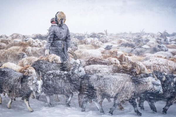 Más de 600,000 animales de ganado mueren en el duro invierno “Dzud” de Mongolia Ma_s_de_600_000_animales_de_ganado_mueren_en_el_duro_invierno__Dzud__de_Mongolia