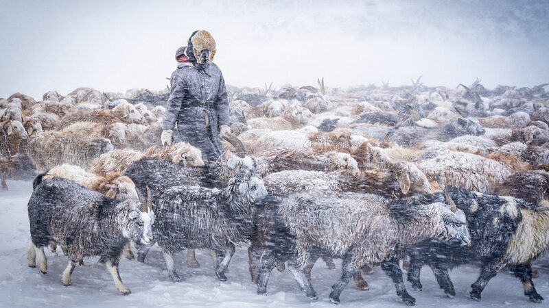 Ma_s_de_600_000_animales_de_ganado_mueren_en_el_duro_invierno__Dzud__de_Mongolia