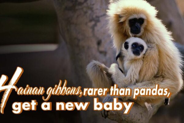 _Ma_s_raros_que_los_pandas__Los_gibones_de_Hainan_dan_la_bienvenida_a_un_nuevo_bebe____ video poster