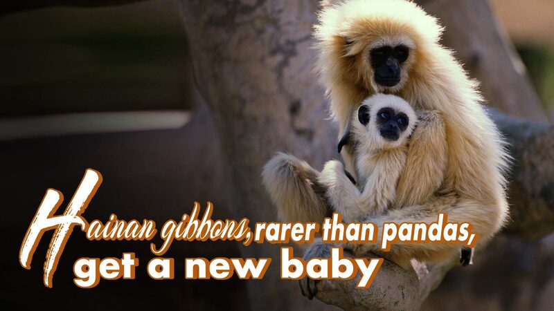 _Ma_s_raros_que_los_pandas__Los_gibones_de_Hainan_dan_la_bienvenida_a_un_nuevo_bebe____ video poster