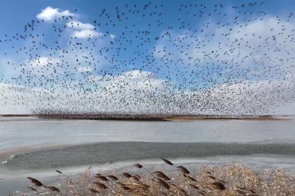 Magia de otoño en el Delta del Río Amarillo: Un paraíso para los amantes de las aves Magia_de_oton_o_en_el_Delta_del_Ri_o_Amarillo__Un_parai_so_para_los_amantes_de_las_aves video poster