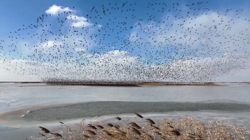 Magia_de_oton_o_en_el_Delta_del_Ri_o_Amarillo__Un_parai_so_para_los_amantes_de_las_aves video poster