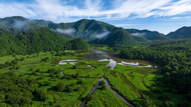 Magia_del_musgo_de_turba__co_mo_unas_plantas_diminutas_sostienen_un_humedal_chino_de_20_000_an_os__ video poster