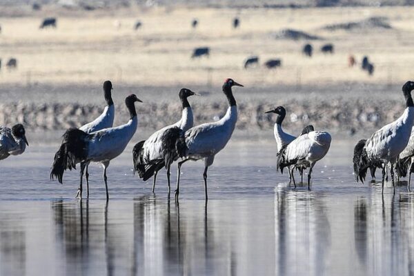Majestuosas___Grullas_de_Cuello_Negro_Prosperan_en_el_Parai_so_de_Gran_Altura_de_Lhasa