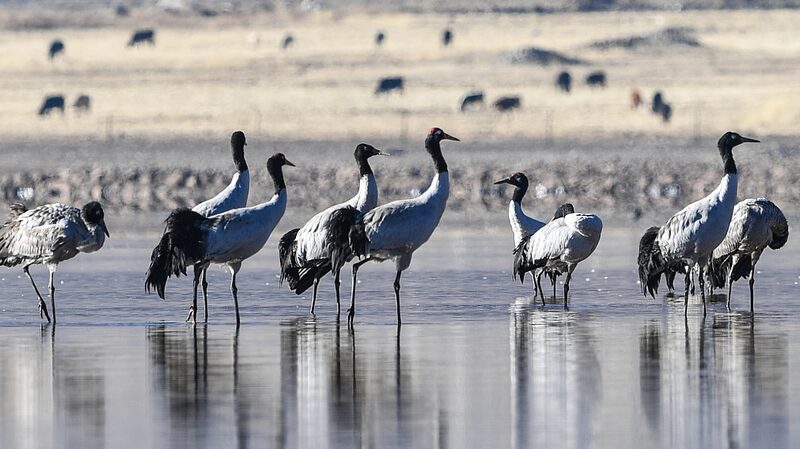 Majestuosas___Grullas_de_Cuello_Negro_Prosperan_en_el_Parai_so_de_Gran_Altura_de_Lhasa