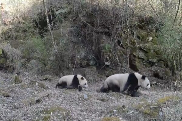 _Mama_s_panda_gigantes_salvajes_y_sus_cri_as_avistadas_en_la_provincia_de_Shaanxi____ video poster